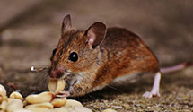 24 Hour & Emergency Exterminators in Cerro Gordo, NC